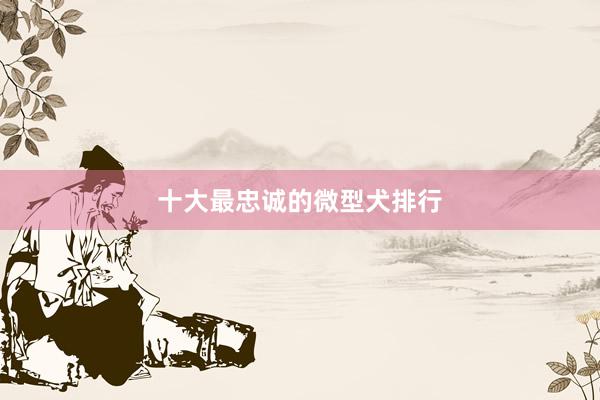 十大最忠诚的微型犬排行